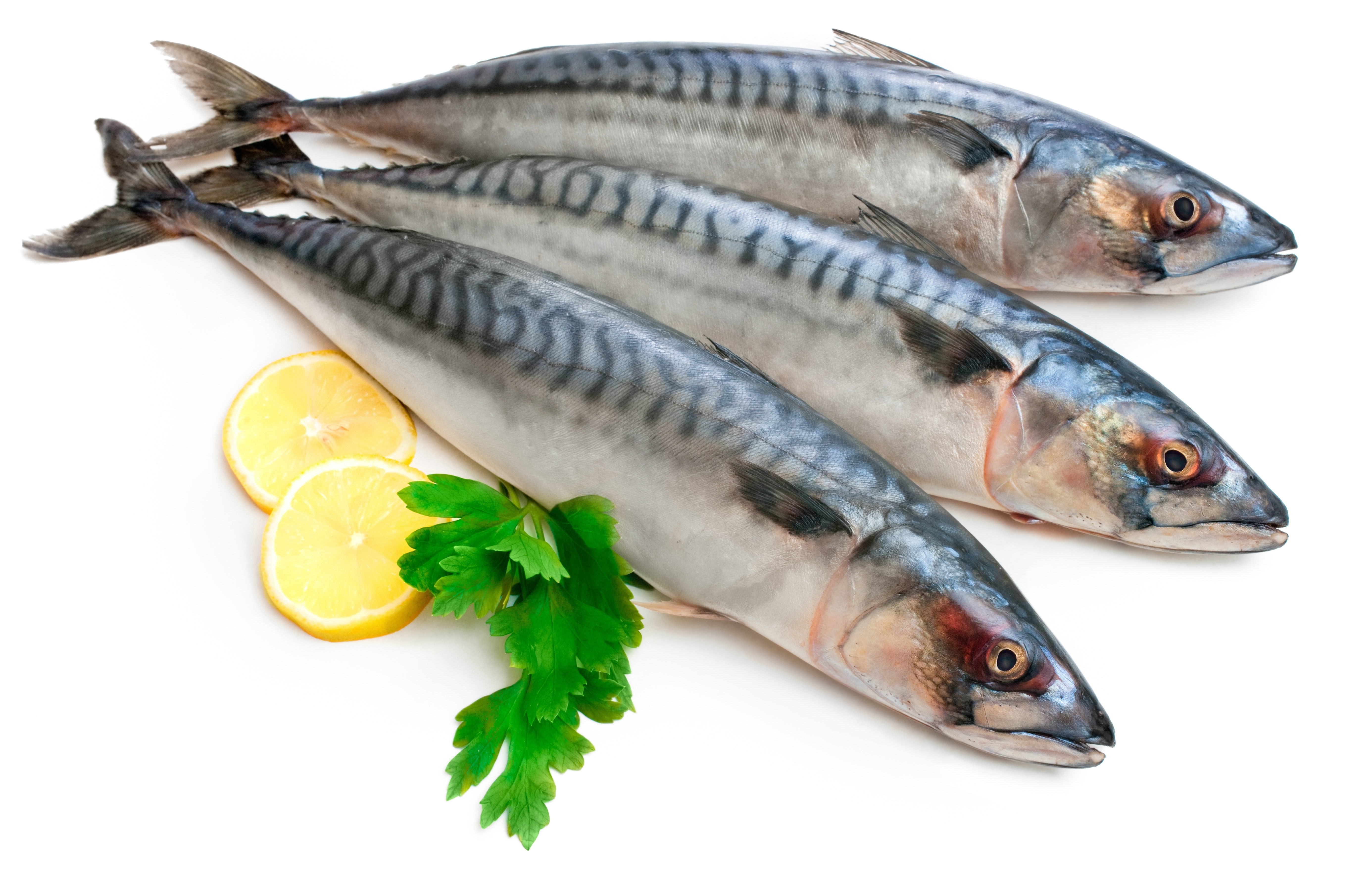 Three fresh mackerel fish