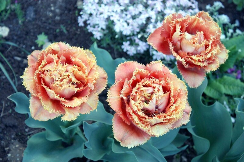 Three Fringed Tulips