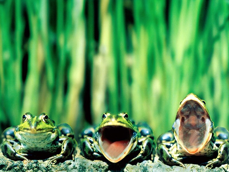 Three frogs in a row