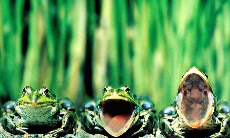 Three Frogs in Grass