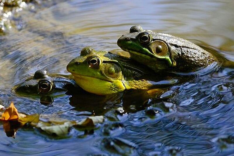 Three Frogs in Water