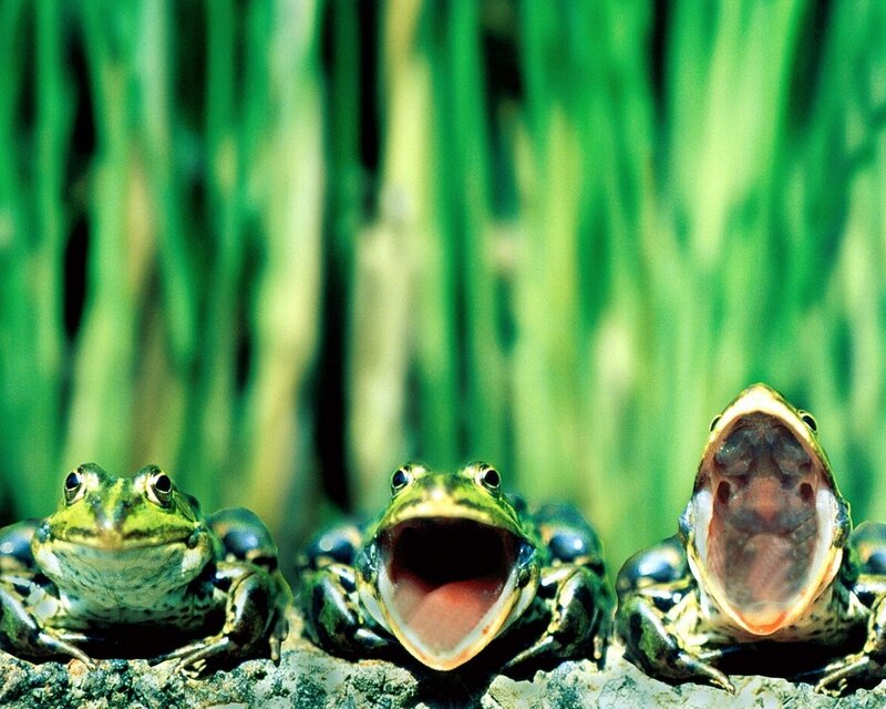 Three frogs on a rock