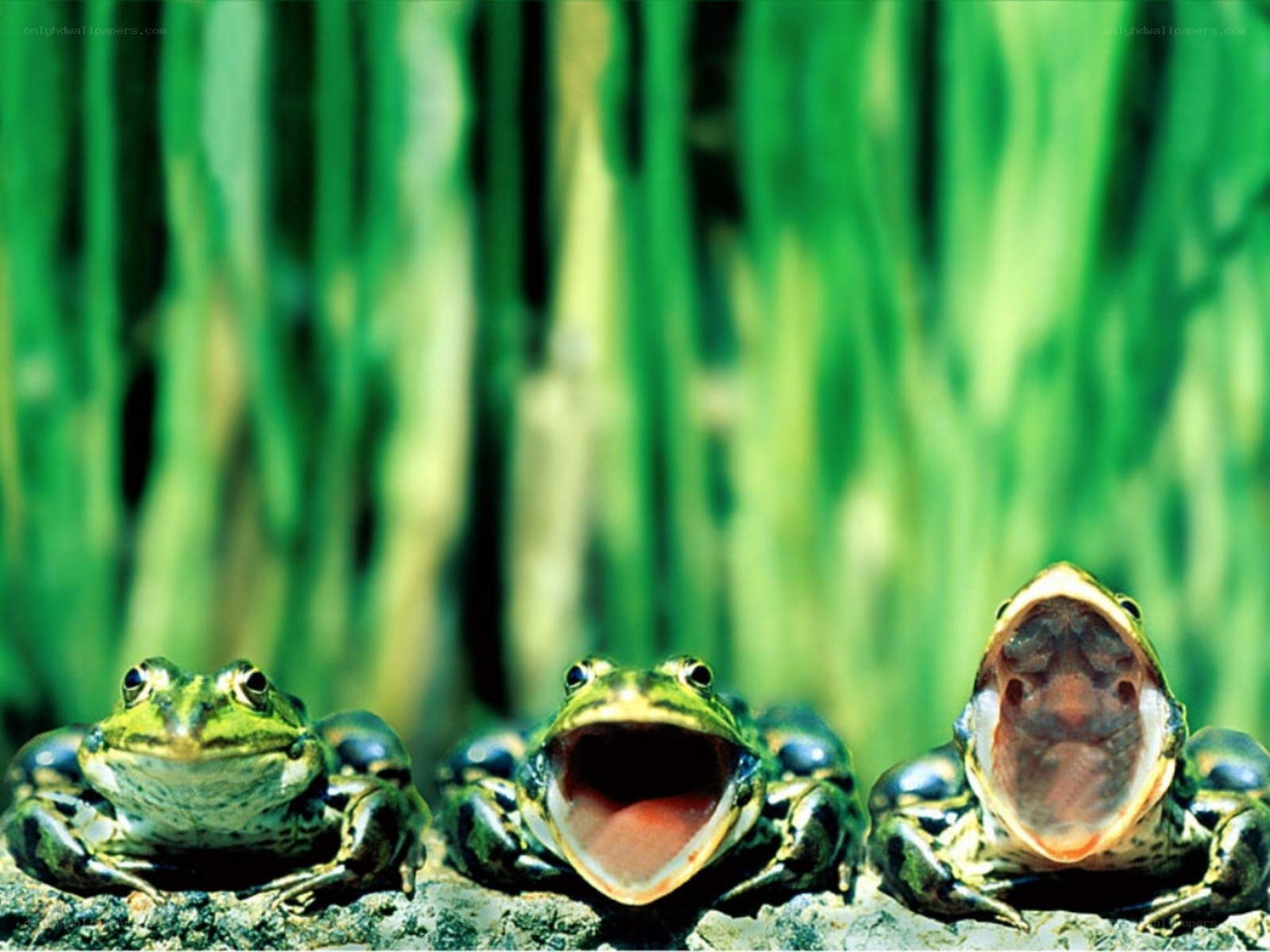 three frogs on a rock