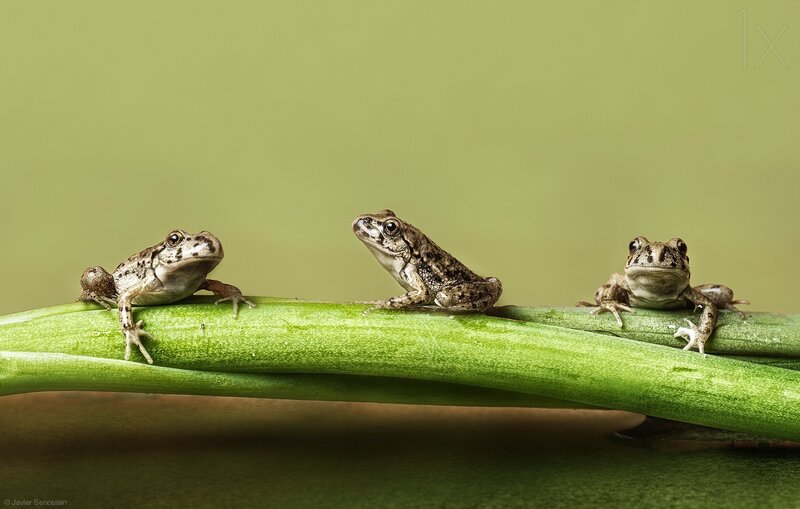 Three Frogs on a Stem — Green