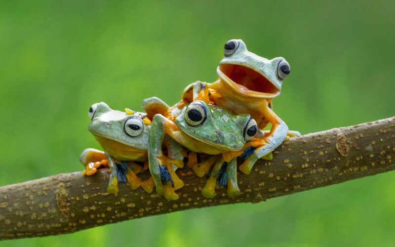 Three Frogs on Branch