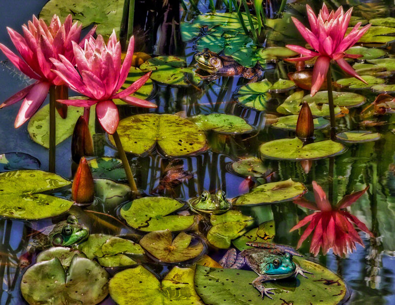 Three Frogs on Lily Pads — Green