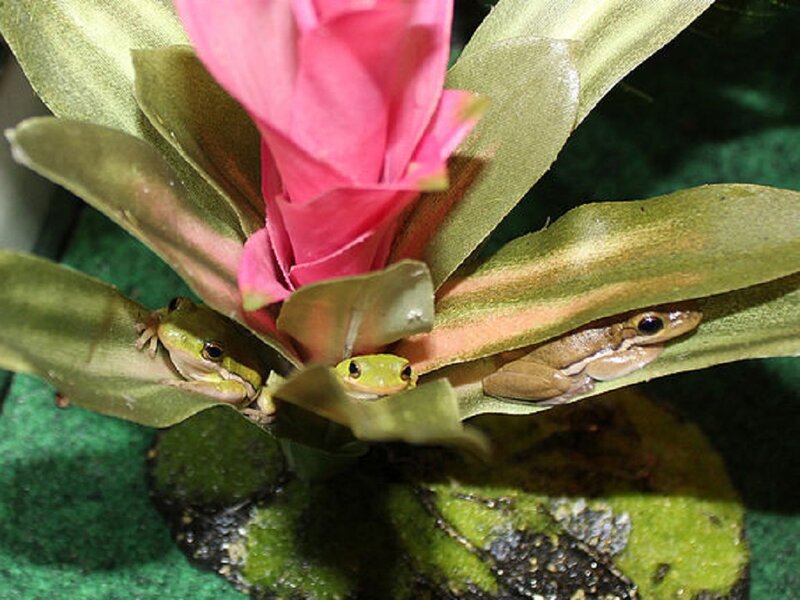 Three Frogs on Plant