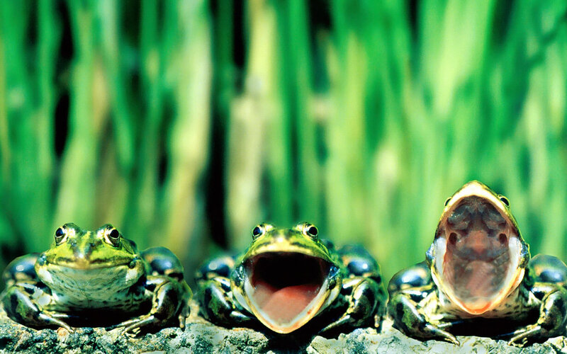 Three Frogs on Rock