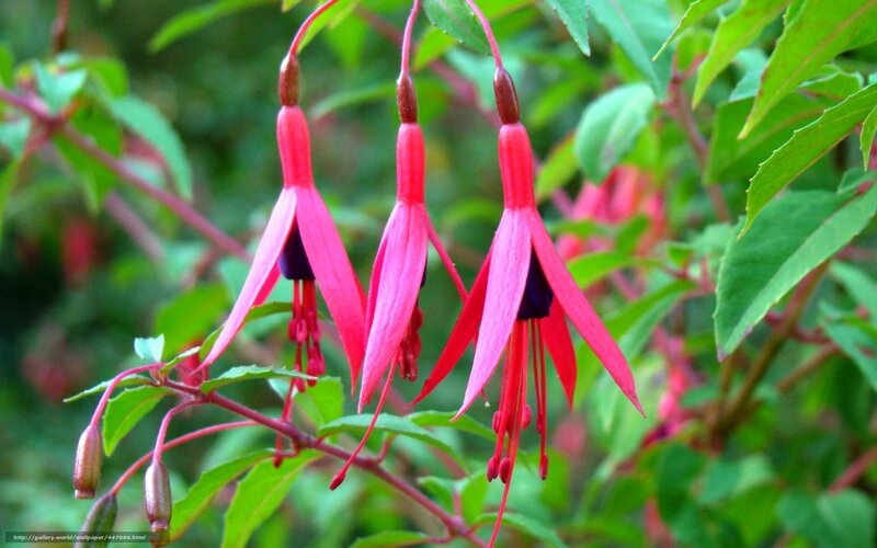 Three Fuchsia Flowers