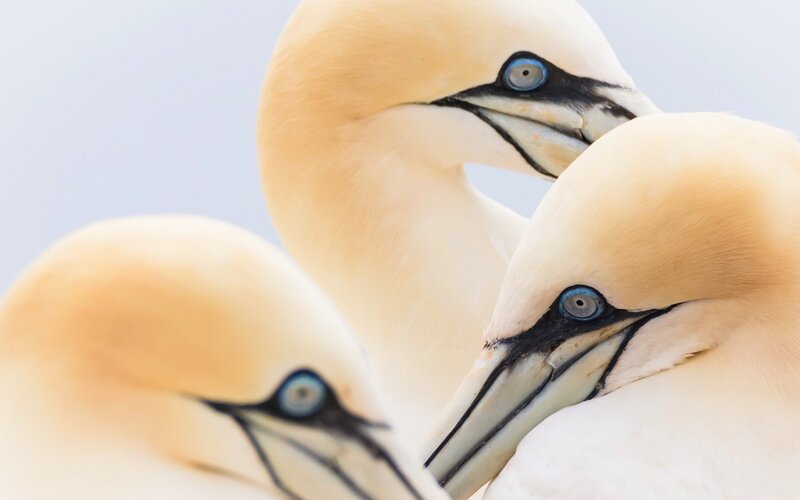 Three Gannets Close-up