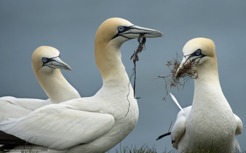 Three Gannets with Nesting Material