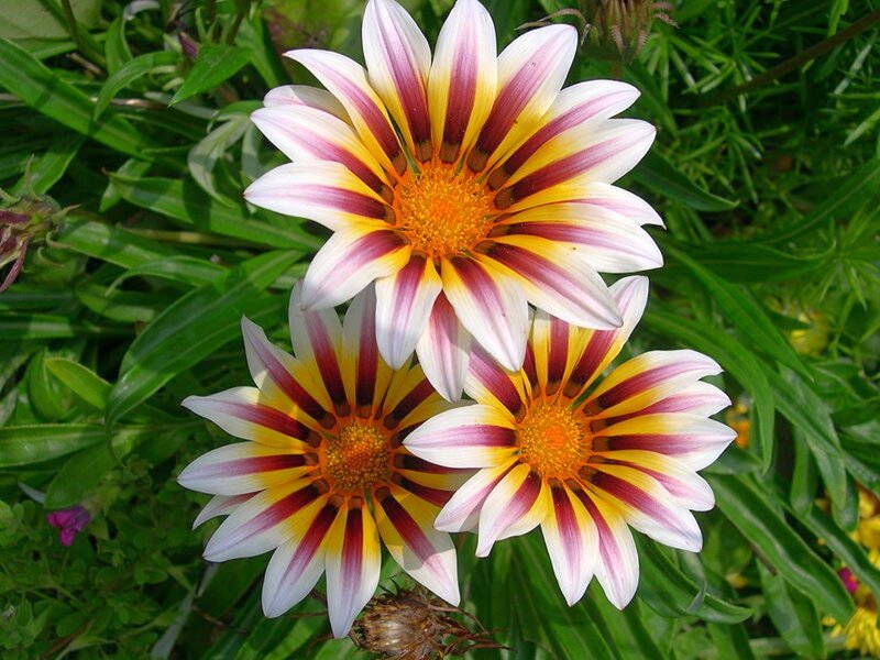Three Gazania Flowers