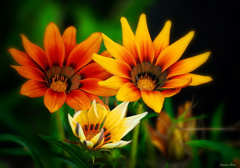 Three Gazania Flowers — Yellow