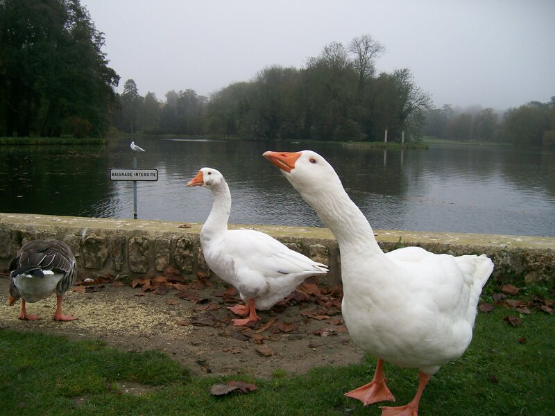 Three Geese by Lake