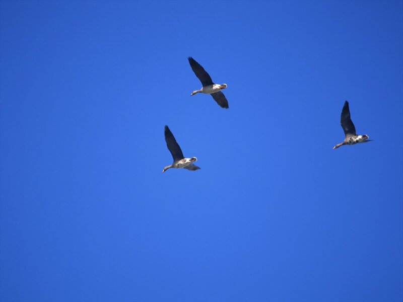 Three Geese Flying — Blue