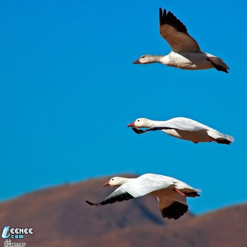 Three geese flying in formation