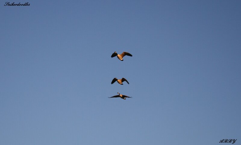 Three Geese Flying