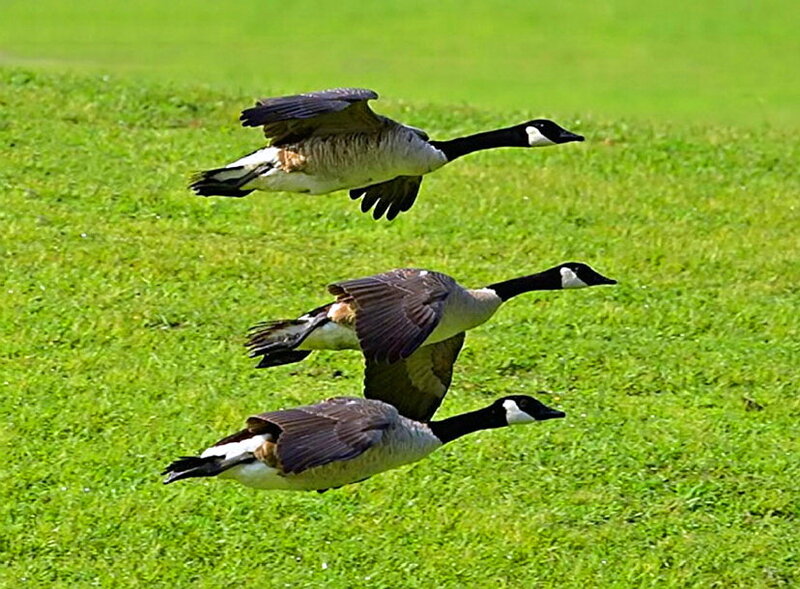 Three Geese in Flight — Green