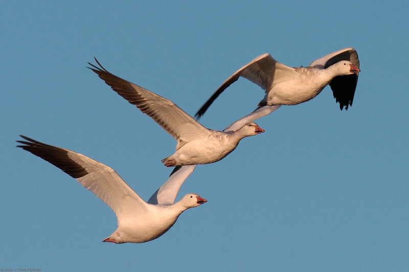 Three geese in flight