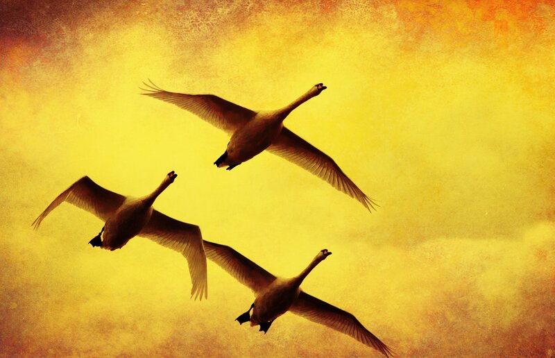 Three Geese in Flight — Yellow