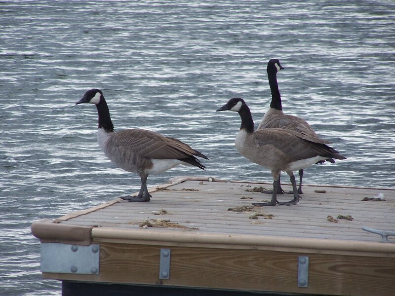 Three Geese on Dock