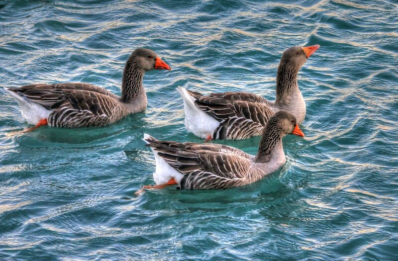 Three Geese Swimming — Blue