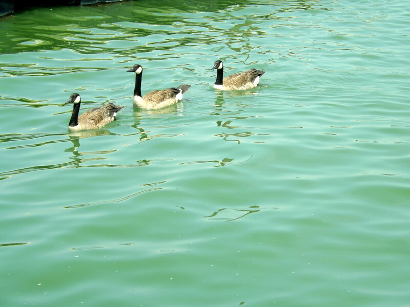 Three Geese Swimming — Green