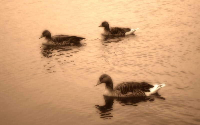 Three Geese Swimming