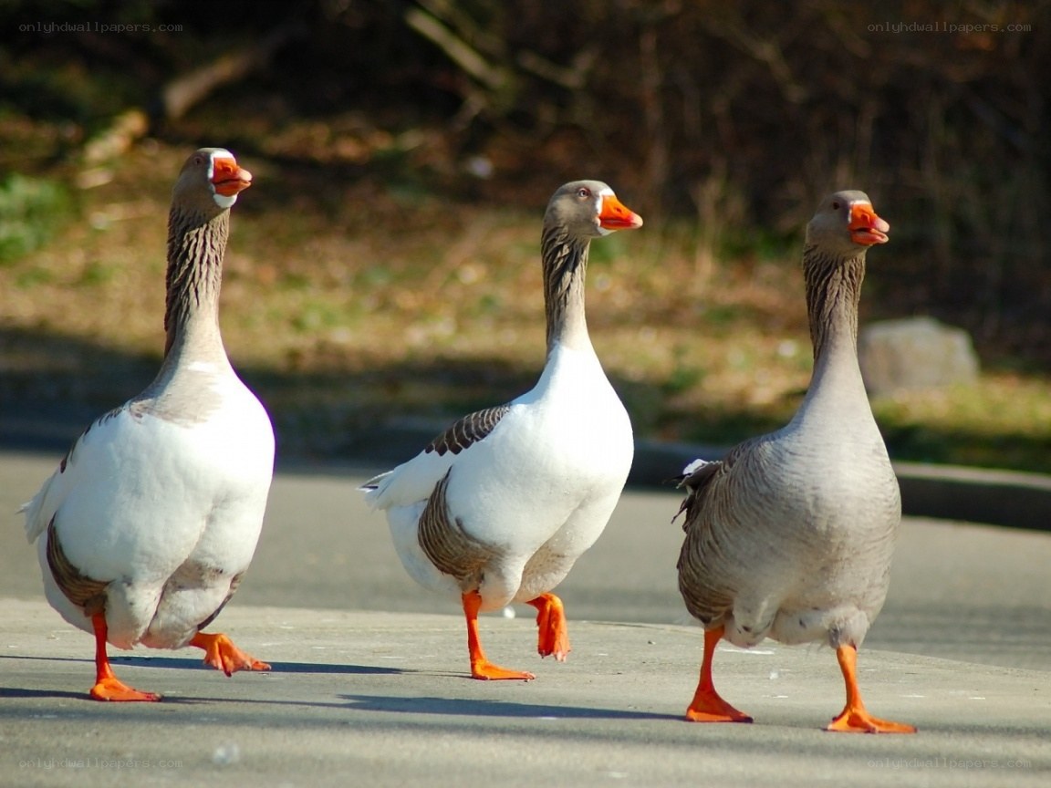three geese walking on pavement