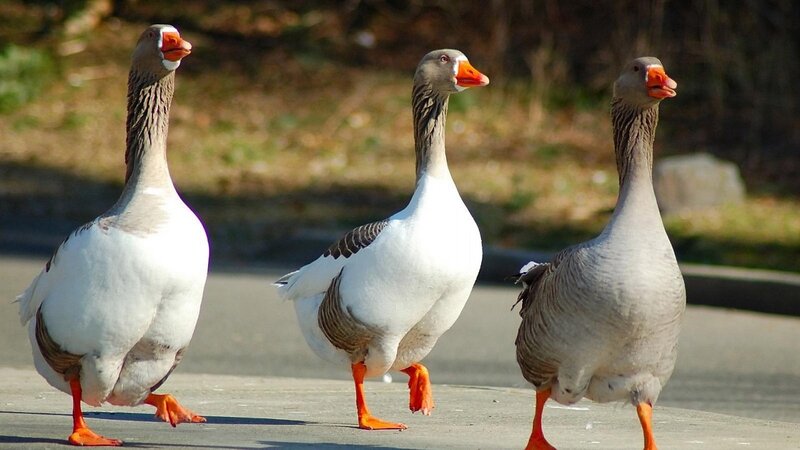 Three Geese Walking — White, Calm