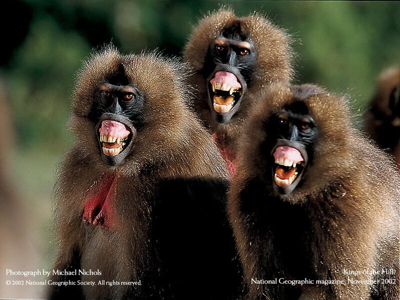 Three Gelada Monkeys