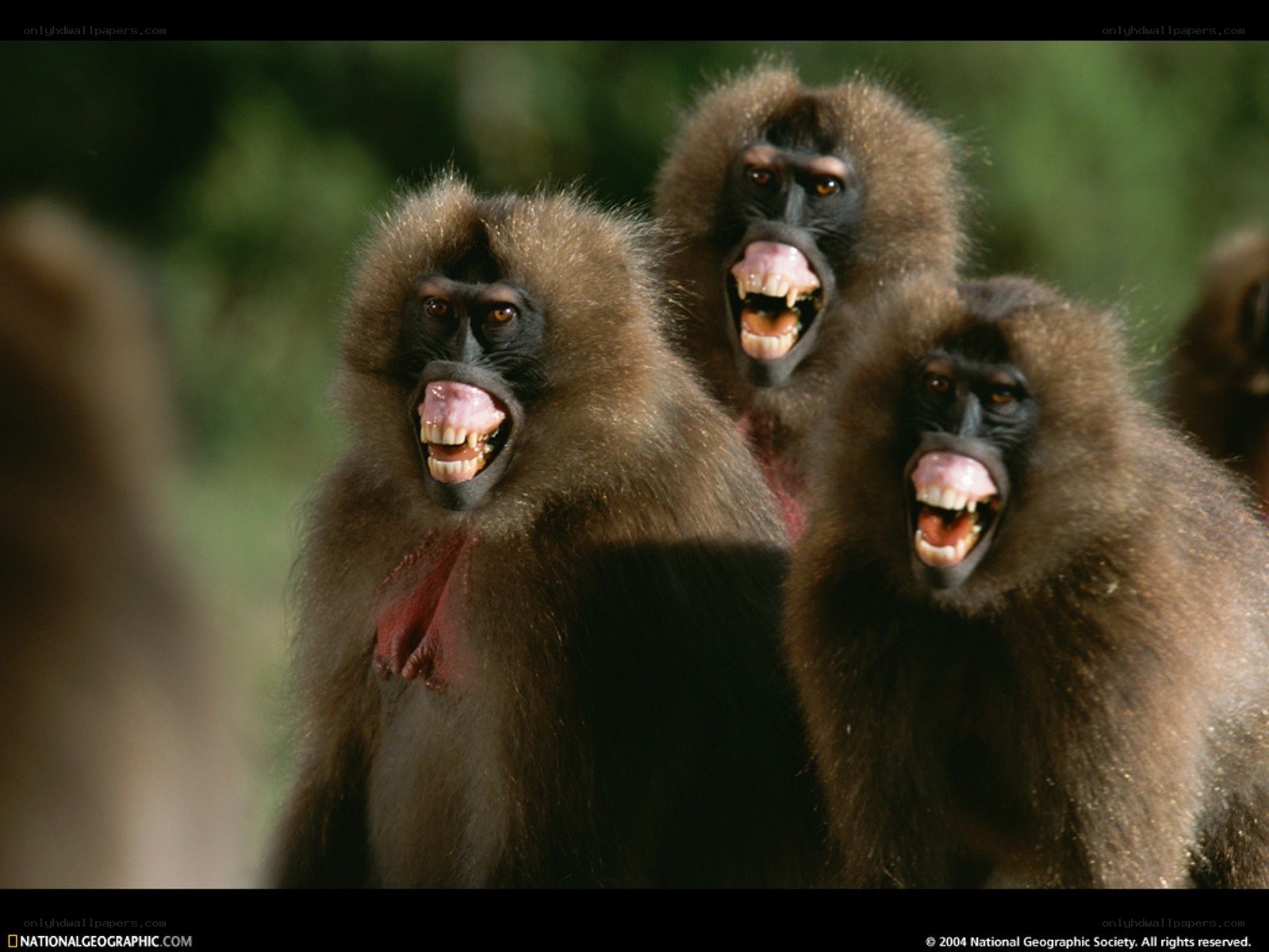 Three gelada monkeys vocalizing