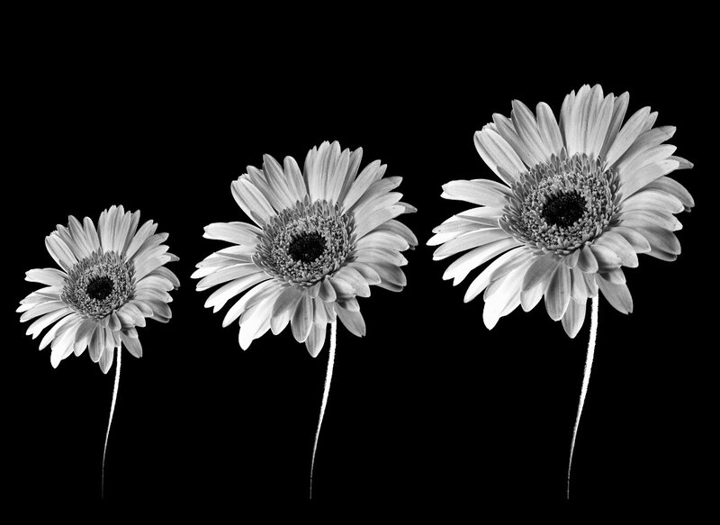 Three Gerbera Daisies — Black