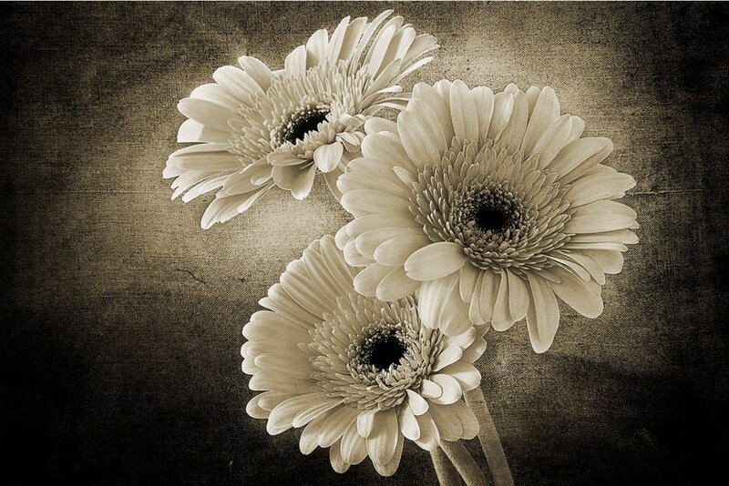 Three Gerbera Daisies — Brown