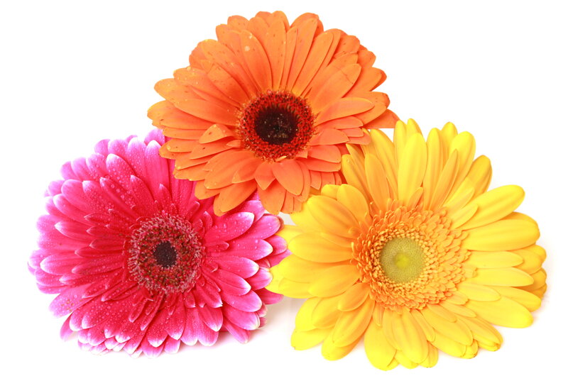 Three Gerbera Daisies — Pink, Bright