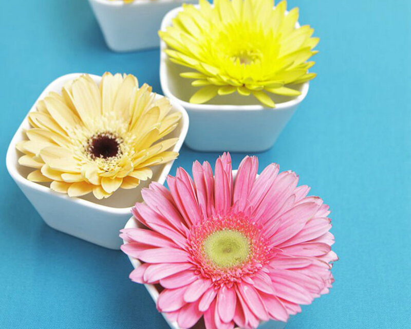 Three Gerbera Daisies — Pink, Calm
