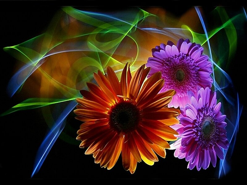 Three Gerbera Daisies — Purple