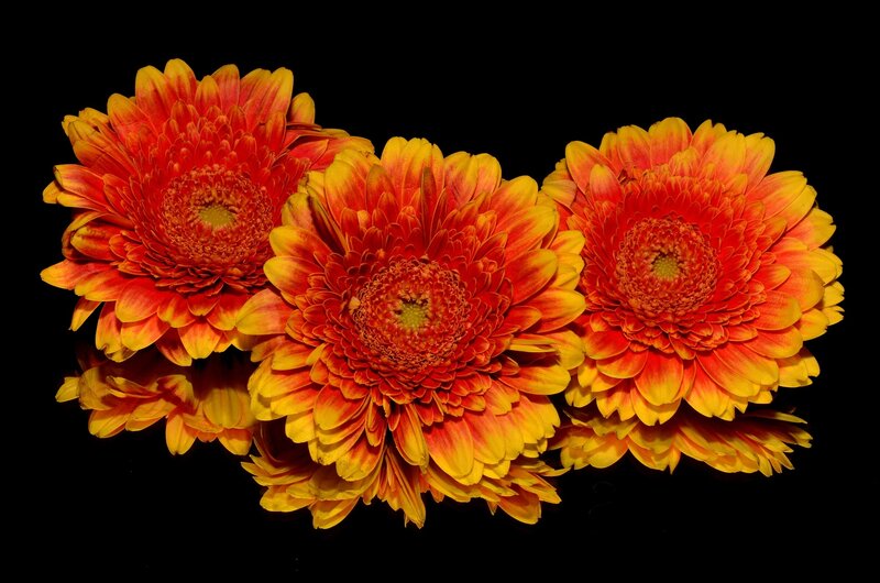 Three Gerbera Daisies — Red, Dramatic