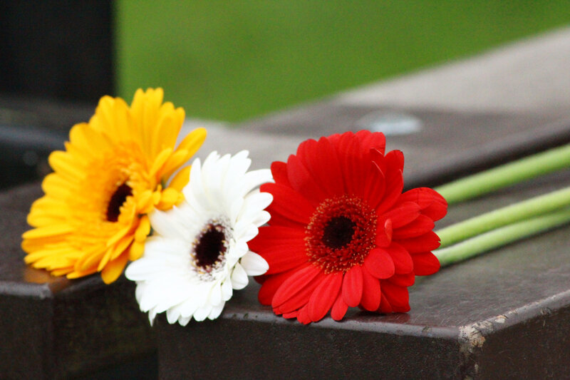 Three Gerbera Daisies — Red