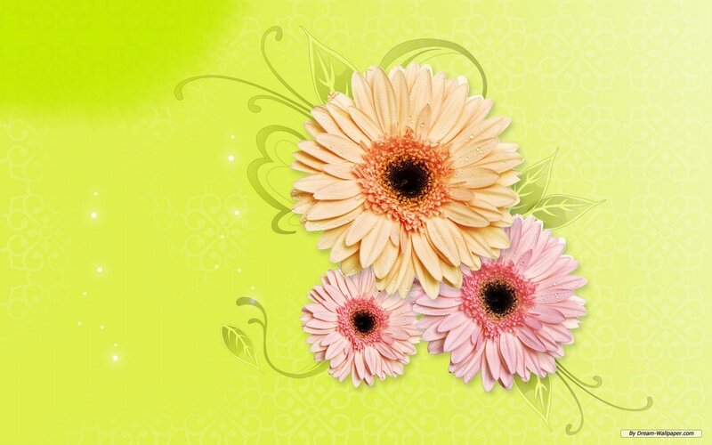 Three Gerbera Daisies