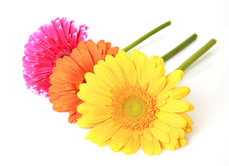 Three Gerbera Daisies — Yellow, Bright, Photograph