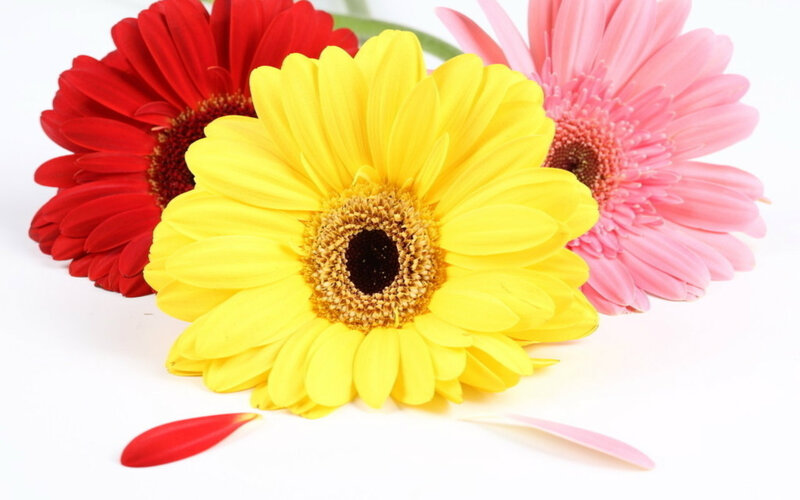 Three Gerbera Daisies — Yellow, Bright