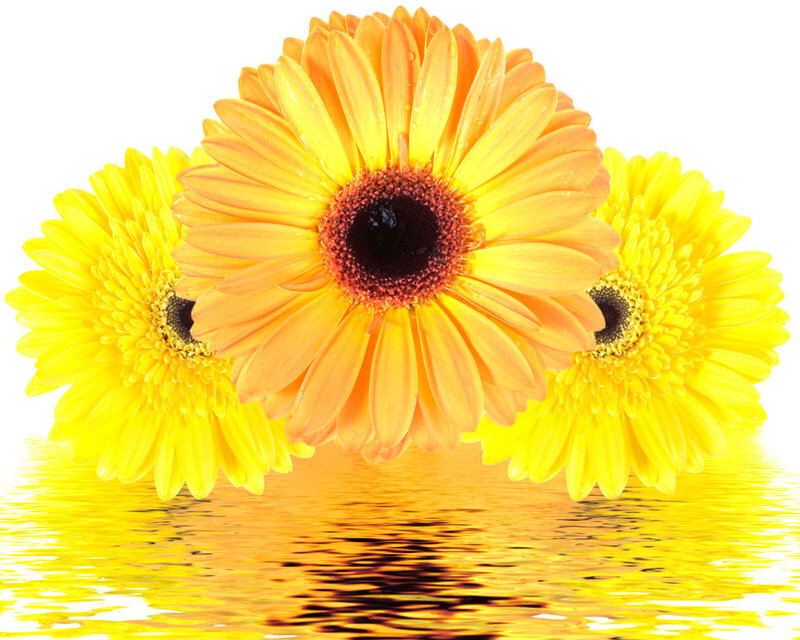 Three Gerbera Daisies — Yellow, Calm, Photograph