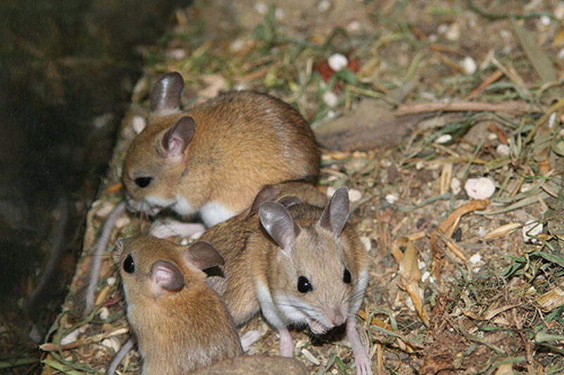 Three Gerbil Rodents