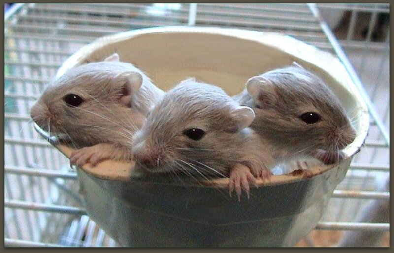 Three Gerbils in Bowl