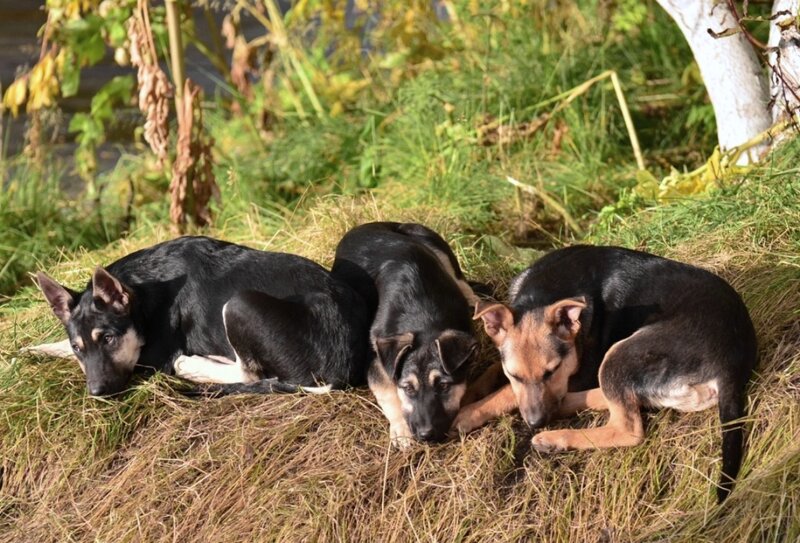 Three German Shepherd Puppies — Black, Calm