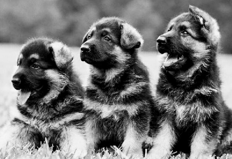 Three German Shepherd Puppies — Black