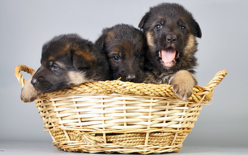 Three German Shepherd Puppies — Brown, Calm