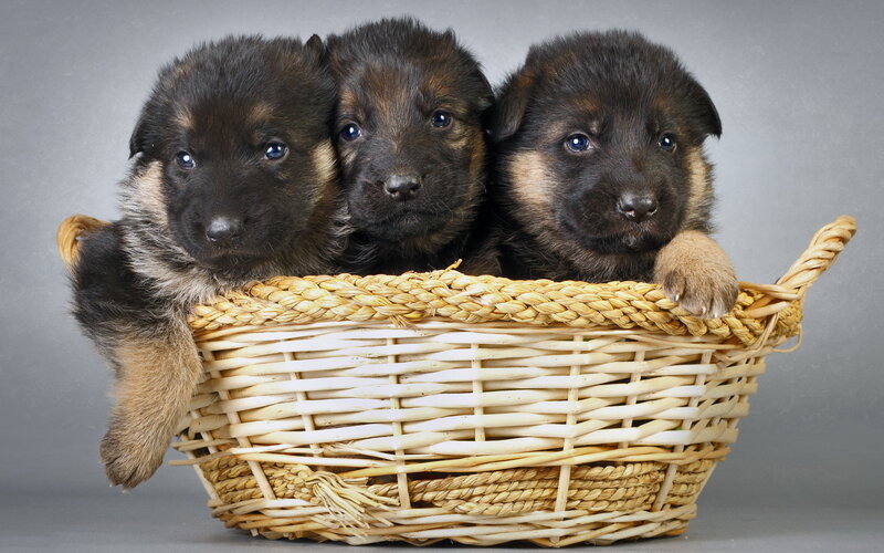 Three German Shepherd Puppies — Brown