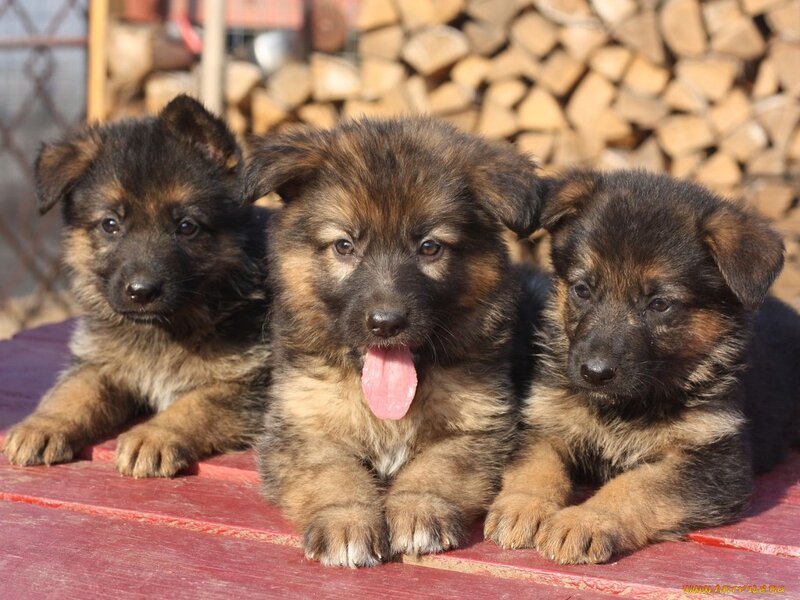 Three German Shepherd Puppies